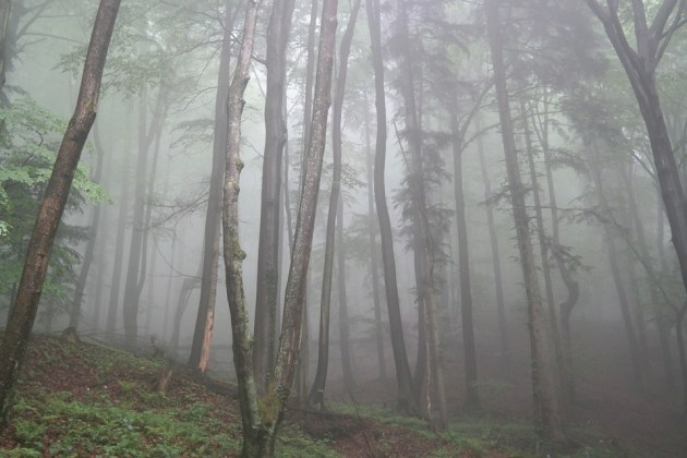 Colourless Forest Nature Trees Fog Forest Path